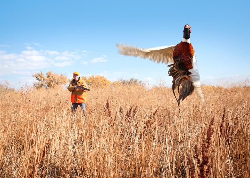 pheasant flying