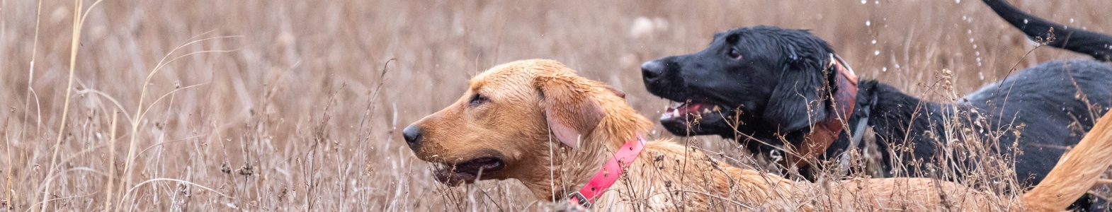 hunting dogs