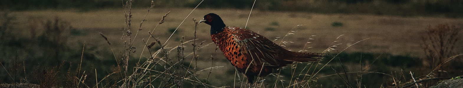 Pheasant
