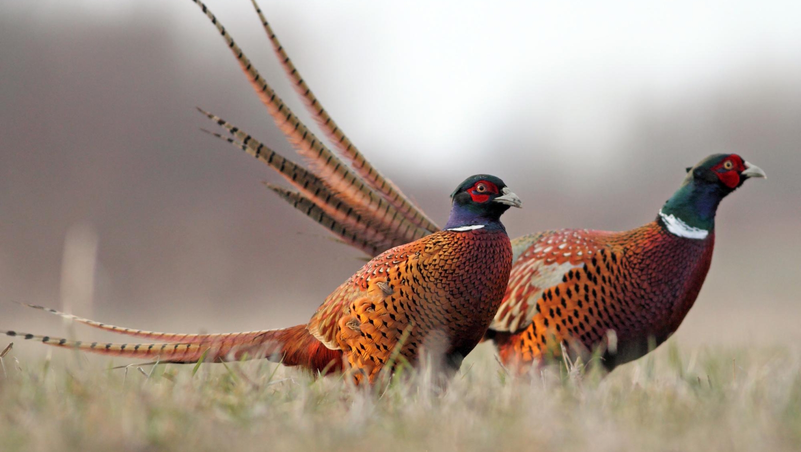 Pheasants