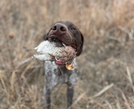 Bird Dogg'n
