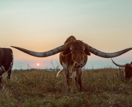 Longhorns