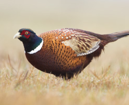 Pheasant